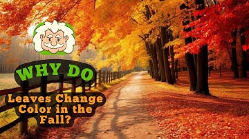 Why Do Leaves Change Color in the Fall?