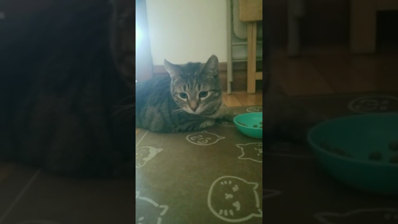 Lazy Cat Eats Laying Down