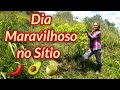 UM DIA MARAVILHOSO NO SÍTIO/ESTRADA DO BANANAL/PLANTIO DO UMBÚ/NASCENTE/Bora pra Roça?