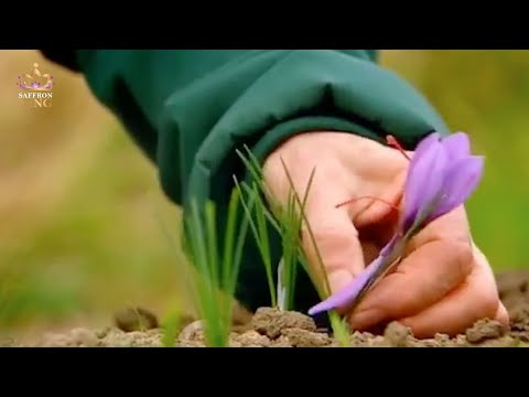 Video: Trồng Saffron: Cách Trồng Củ Saffron Crocus