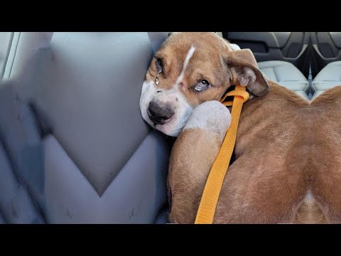 Видео: 6-месячного щенка, которого сильно пренебрегали, усыновил полицейский, который его спас!!!