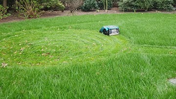 Ambrogio L200B eating grass.