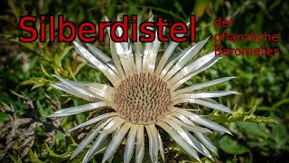 Der pflanzliche Barometer – Alles was du über die Silberdistel wissen willst.