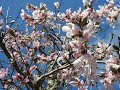 Flower series (4) Spring has come!  花シリーズ(4)春がきた!:横浜市内の散歩道沿いの花々:2020/03/6-12