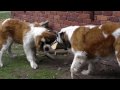 Chevy &amp; Bentley the St Bernard&#39;s playing tug-a-war!