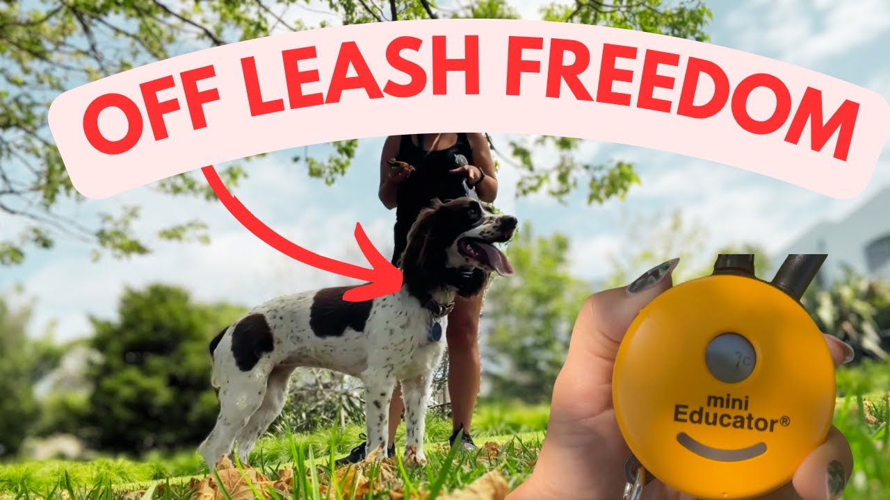 E-Collar Recall Training: 6 Steps to a Dog That Actually Comes When Called! (Springer Spaniel!)