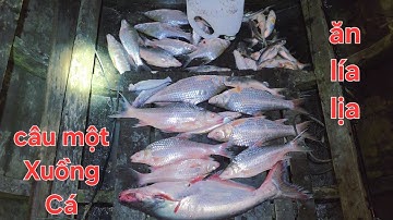 Trúng bầy cá cóc Sông Tiền kéo cong cần. Hành trình câu cá xuyên LỤC TỈNH P2 | Săn bắt SÓC TRĂNG |