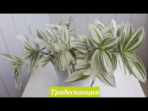 ТРАДЕСКАНЦИЯ: ЧТО ДЕЛАТЬ С ДЛИННЫМИ ВЬЮНКАМИ ? РАСТЕНИЯ_ВЬЮНЫ_РАЗМНОЖЕНИЕ #tradeskancia #oldenburgru