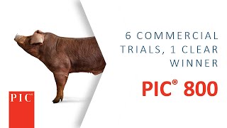 #1 Duroc Genetic Line Proven In Six Commercial Trials | Pig Improvement Company (PIC)