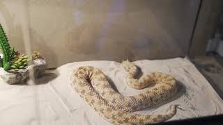 Horned Viper Live Feeding 