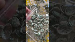 Micro Abalone Shells for Jewelry Making & Crafts | Wholesale Supply #abaloneshellwholesale