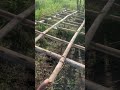 عريشة عنب خفيفه عنب بلدي