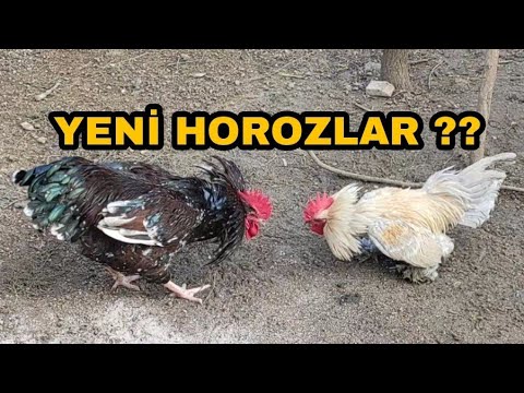 2 YENİ DEV HOROZ ALDIM !! ORTALIK FENA KARIŞTI :))