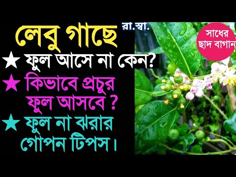 লেবু গাছে ফুল না ঝরার এবং প্রচুর ফুল ও লেবু আনার গোপন টিপস। How To Get Lots Of Lemon From Lemon Tree