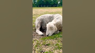 Have you ever watched a sleeping sheep? 🐏 #sleepy #sleep #sleeping #cuteanimals #sheep #pets #cute
