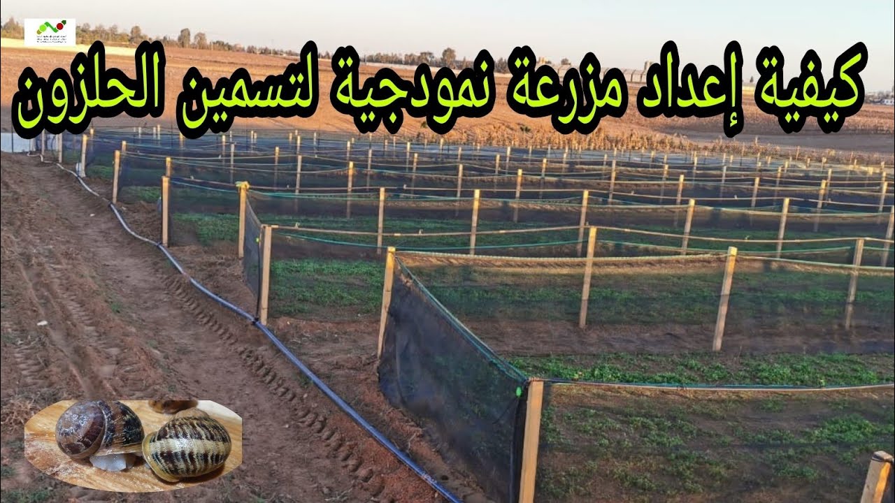 🐌الحصة  الأولى من المدرسة الحقلية ج 2: كيفية إعداد مزرعة لتسمين الحلزون، من طرف:عبد الرزاق و نسيبة 🐌