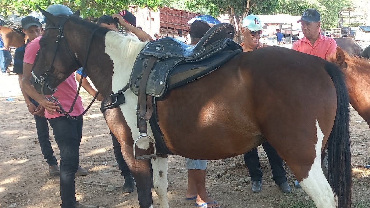 Feira de cavalo em canafistula de Frei Damião Alagoas 20/01/2025