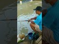 mancing bawal pakai umpan hati ayam