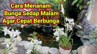 How to Plant Nightshade Flowers to Bloom Quickly in a Pot