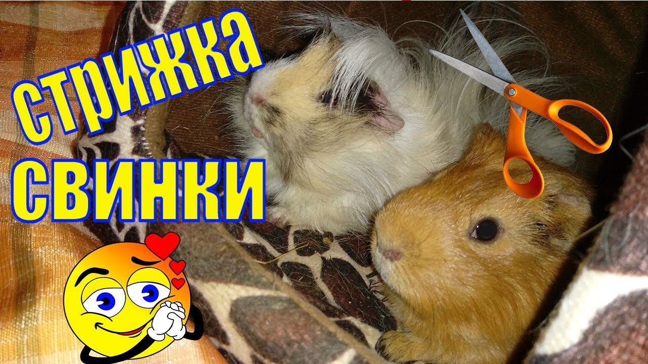Стрижка морской свинки/стрижки морских свинок