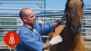 Training Wild Horses With Convict Cowboys