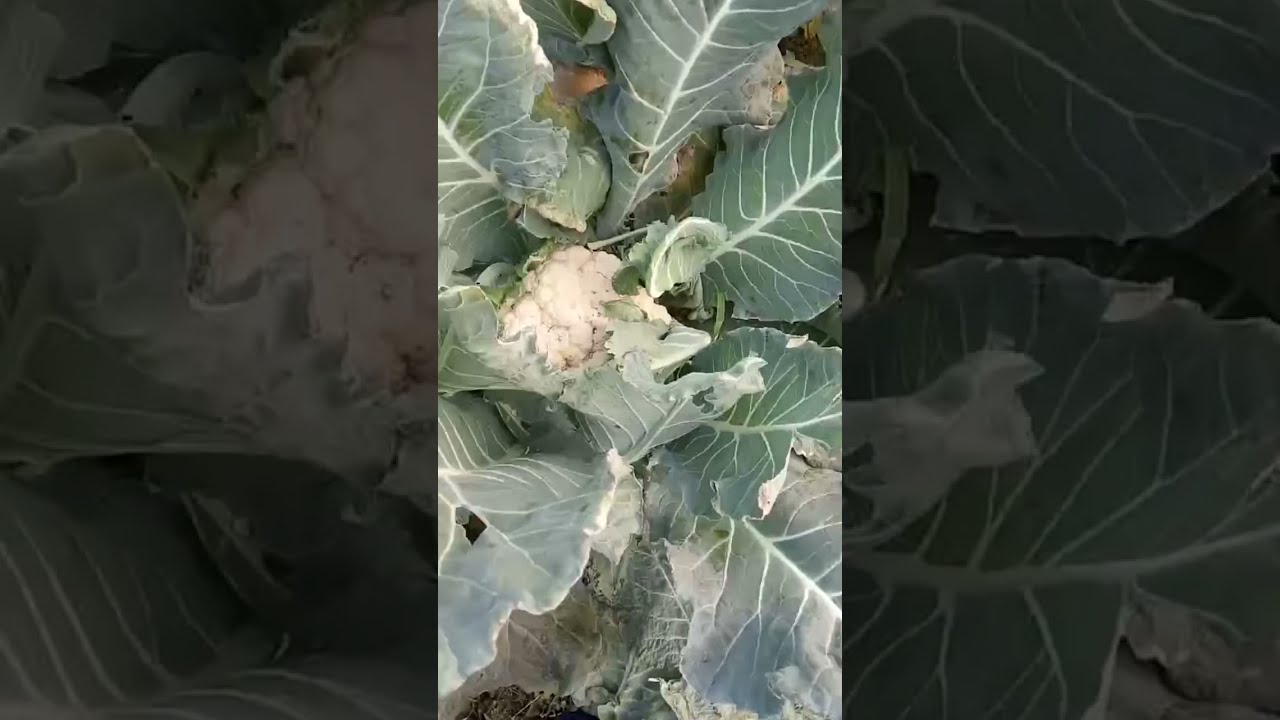 jaria nahar এখন লাইভ! দামোদরের চড়াই সবজি খেতে কিছুক্ষণ 