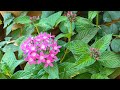 Flowers by Satya Live