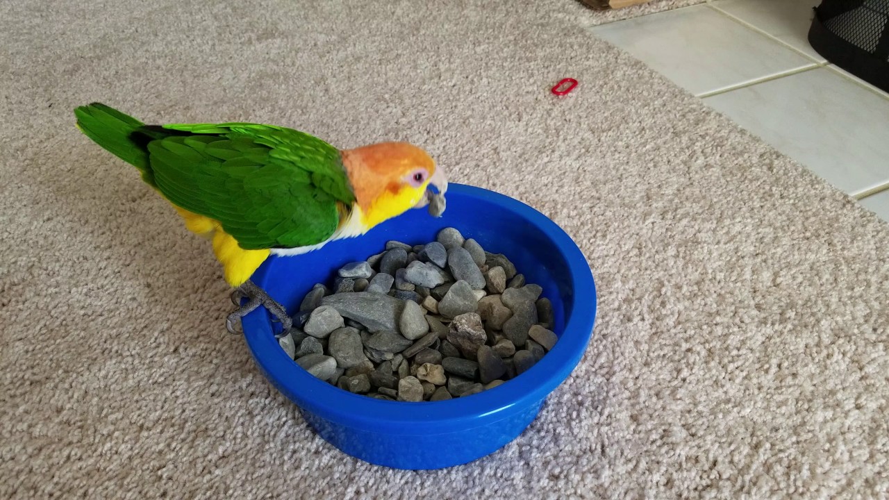 Caique parrot beak maintenance made easy! - YouTube