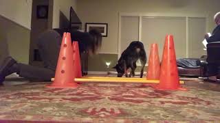 Aging dogs-wk5-cavaletties by loresu1 5 views 7 months ago 1 minute, 11 seconds