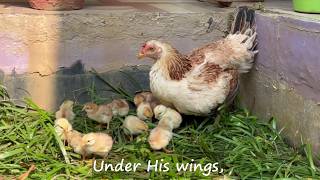 Under His Wings (With Lyrics)