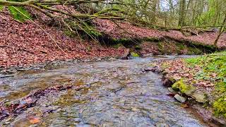 Fall asleep quickly to the sounds of a stream in the forest - Outdoor recreation. Sound of a stream. by waldirelax 79 views 2 weeks ago 1 hour, 37 minutes