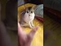 Doing Kuchi Kuchi To My Chihuahuas 