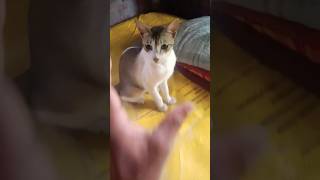 Doing Kuchi Kuchi To My Chihuahuas