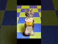 Cute and Funny Cat Videos Compilation. Part 24.