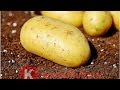 Le patate possono essere tossiche: come mangiarle in tutta sicurezza