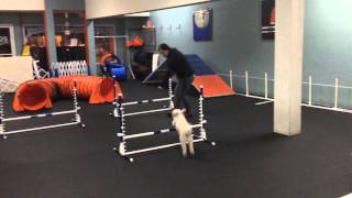 Daisy the Bichon Fluffball's run through a 3 jump and tunnel agility course