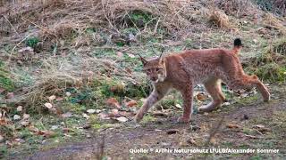 LUCHSE IM ERZGEBIRGE AUSGEWILDERT