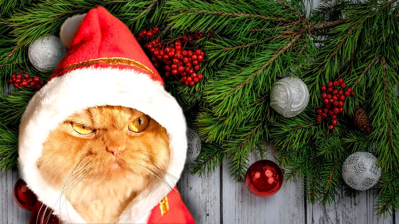 Die Kater Die Kater
