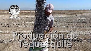 Producción de tequesquite en el Lago de Texcoco