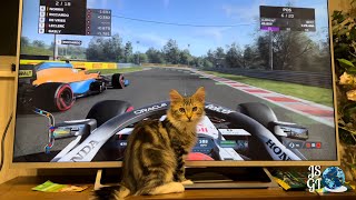 A Maine coon cat watching a racing game @jsglobalinvestmentinc