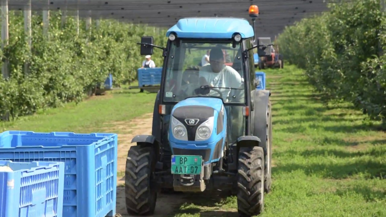 Delta Agrar - Čelarevo - Berba jabuka -  Cбор яблок