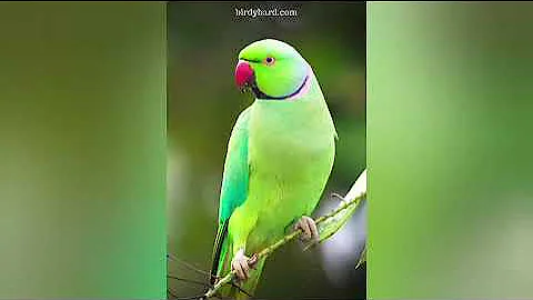 Portrait Video Nanny Canon EosR5 RF85f1.2L DS