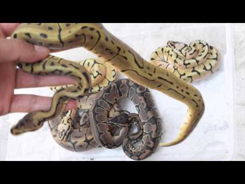 ScalyCreations Clutch #1 Leopard Spider x Pastel Update Ball Python