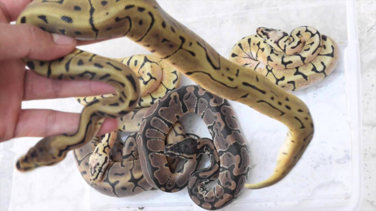 Leopard Spider Ball Python ScalyCreations Clutch #1 Leopard Spider x Pastel Update Ball Python ...