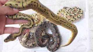 ScalyCreations Clutch #1 Leopard Spider x Pastel Update Ball Python