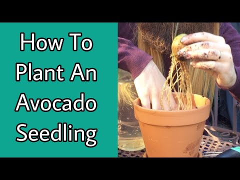 How To Plant