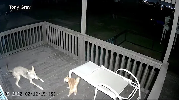 Wild video shows cat fights off coyote, narrowly escapes attack on Texas porch - DayDayNews