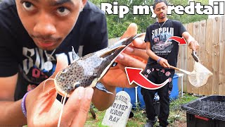 Famous The Tragic & Unexpected Death of Mr. Krabs The Redtail Catfish!! Net Worth