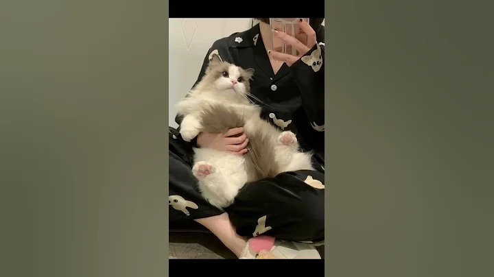 Watch the video about #cat #kitten #animal #catlover #ragdolls #pretty #beautiful #cute #shorts #youtubeshorts