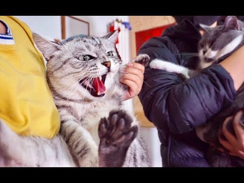 大猫发飙怒吼小猫 主人上前劝架 大猫更加生气跟主人大吵起来 Youtube